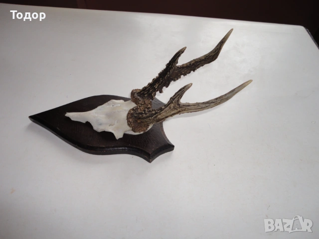 Ловен трофей рог рога 10, снимка 3 - Ловно оръжие - 54087211