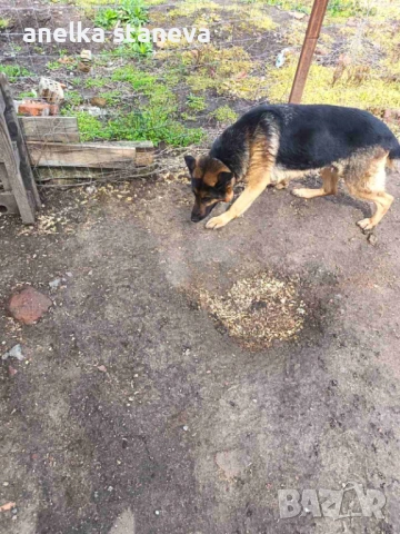 Немски овчарки , снимка 8 - Немска овчарка - 54027748