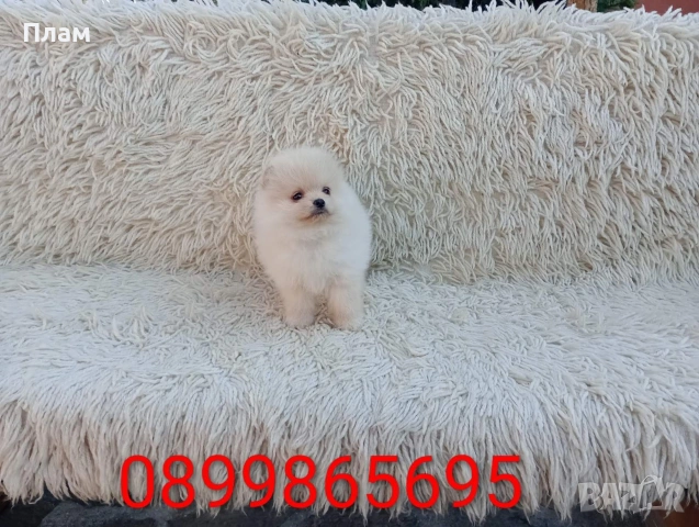 Мъжки и женски Померани.Реални снимки от 06.04.26 г., снимка 6 - Померан - 54105762