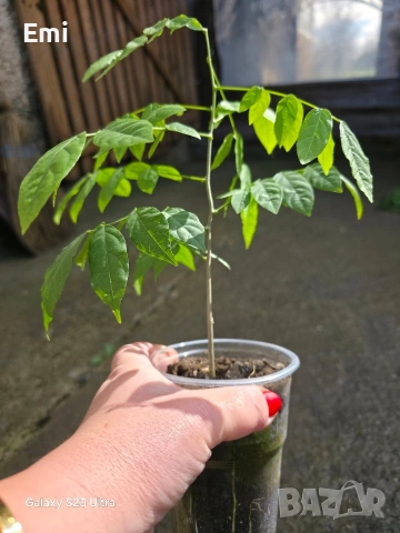 Глициния (вистерия), снимка 2 - Други - 54105853