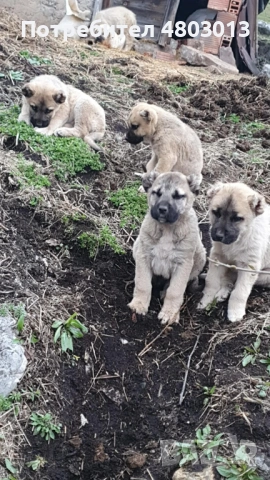 Продавам турски кангали