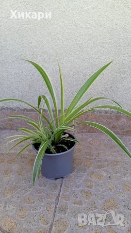 Хлорофитум Chlorophytum comosum , снимка 3 - Стайни растения - 55329443