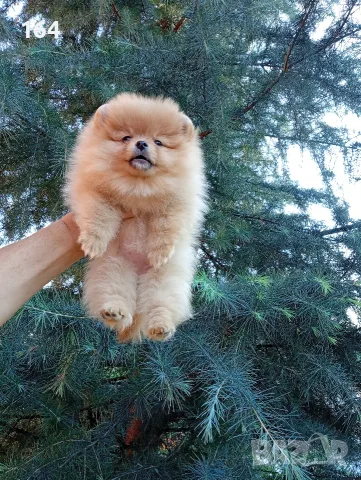 Женски Померани. Реални снимки !!!