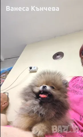 мини момченце❤🥰, снимка 3 - Померан - 55394287