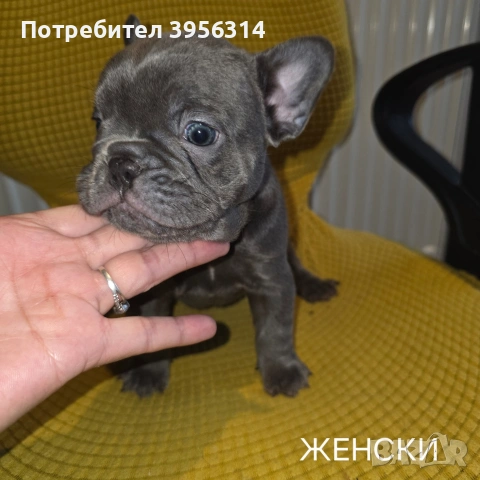 Френски булдог търси дом 🐾 Малки френски булдочета на 40 дни търсят своето  ново  семейство. , снимка 10 - Френски булдог - 54364366