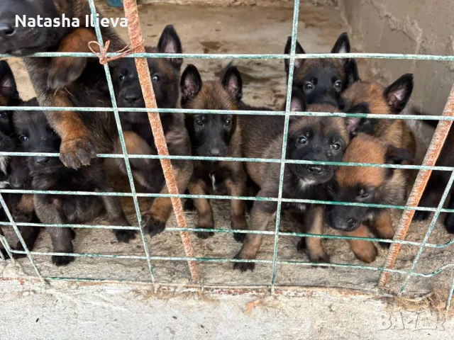 Белгийска овчарка малинова , снимка 4 - Белгийска овчарка - 55316229