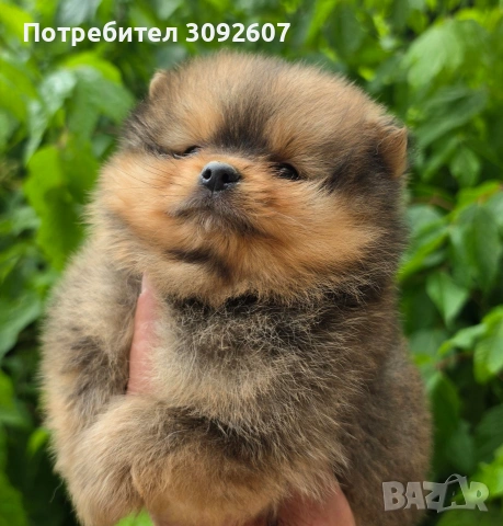 Померан момче