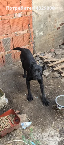 cana corsa cinsi köpegim satılık 4aylıktır tüm asılları yapık, снимка 2 - Кане корсо - 55493971