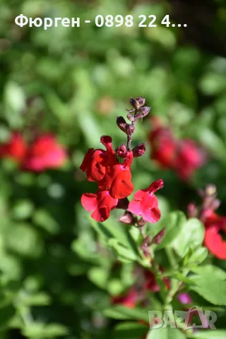 Салвия (Salvia greggii) 'Lipstick', снимка 5 - Разсади - 55344482