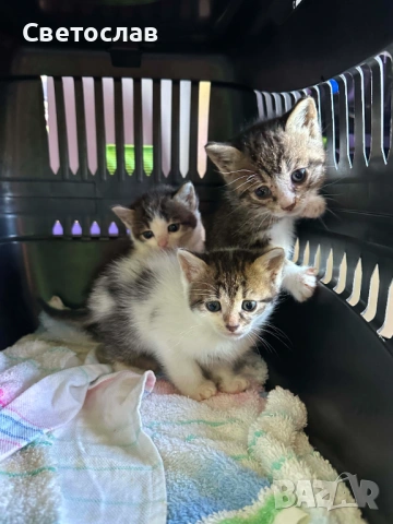 Подарявам 2 бр. котенца