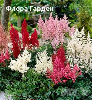 МНОГОГОДИШНИ ЦВЕТЯ