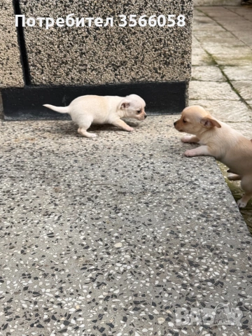 Чихуахуа , снимка 7 - Чихуахуа - 54096135