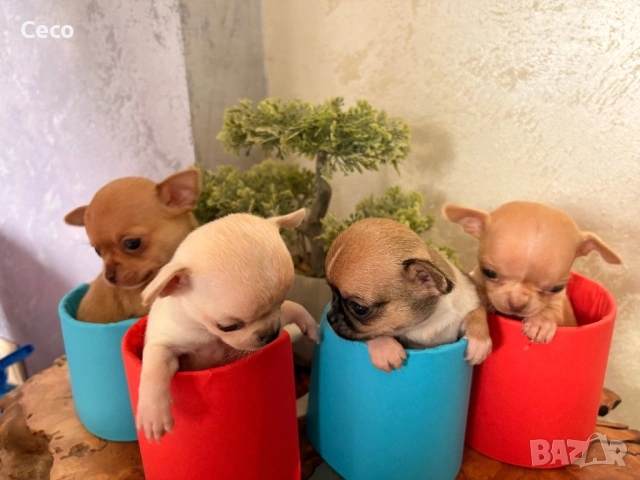 Бебета Чихуахуа