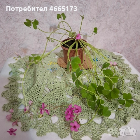 Оксалис /Детелина Бяла и Розова , снимка 12 - Градински цветя и растения - 54510708