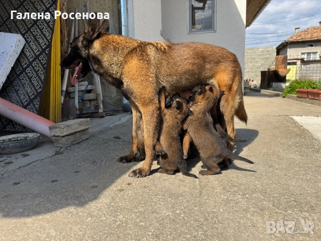 Белгийска овчарка Малиноа, снимка 9 - Белгийска овчарка - 54258738