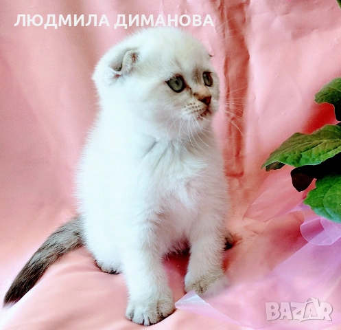 Шотландско мъжко Скоттиш Фолд , снимка 2 - Британска късокосместа - 54665341