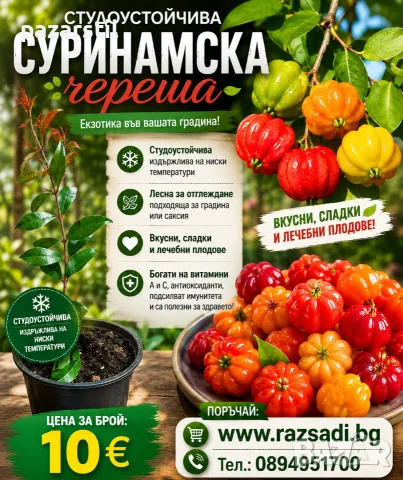 Суринамска череша - разсад