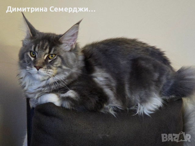 Мейн куун 