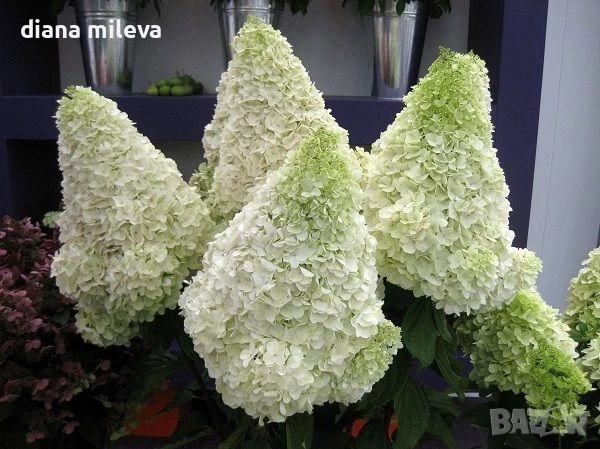 Хортензия метличеста „Полярна мечка“, Hydrangea paniculata 'Polar Bear', снимка 2 - Градински цветя и растения - 54609683