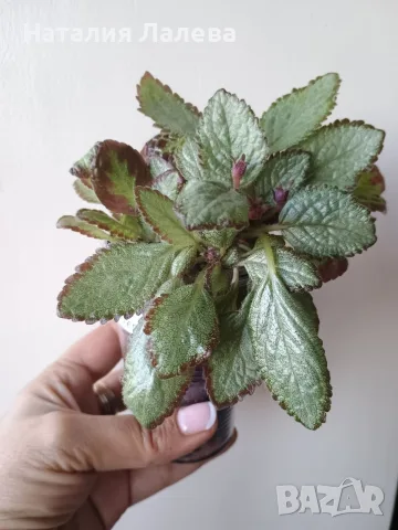 Еписция, episcia Silver Skies