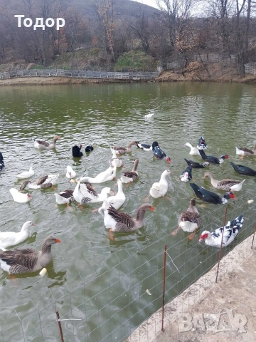 оплодени яйца от гъски , снимка 4 - Патици и гъски - 54019488