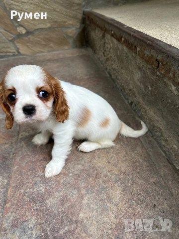 Продавам малко женско кавалер Кингс Чарлз шпаньол, снимка 6 - Кавалер кинг чарлз шпаньол - 54811724