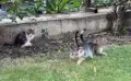 Подарявам 4 котета, снимка 9