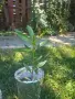 Олеандър (зокум, лян, Nerium oleander), снимка 3