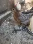 Продавам пиленца , снимка 4