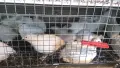  Пъдпъдъчи яйца за люпене, снимка 14