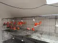 Червении и къдрави канарчета, снимка 7