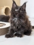 Мейн кун котенца / Мейн куун котенца / Maine coon kittens, снимка 1