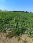 Продавам дини Романза, снимка 3