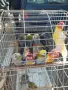 Продавам розели жълто глави и литийно., снимка 1