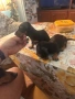 Дакел, снимка 4
