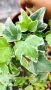 Бръшлян Бяло чудо, Hedera helix White Wonder, студоустойчив, снимка 3