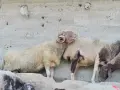 овце кочеве агнета , снимка 1