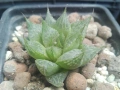 Хавортия (Haworthia comptoniana), снимка 2