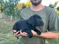 Продават се Плотхауди, снимка 9