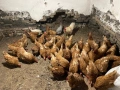 Млади носачки домашни, снимка 1