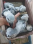 Кралски жака ръчно хранени от Zoo ЛУКС Аратинга Русе , снимка 3