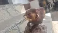 ловен трофеи. препарирана белка., снимка 6