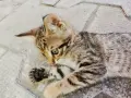 Подарявам  котенца , снимка 2