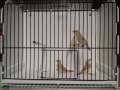 Амадини, снимка 5