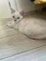 Котки Чинчили и Британка, снимка 1