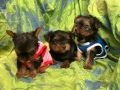 Мини йоркширчета , снимка 2