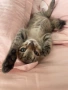 Котенце , снимка 6