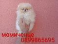 Женски Померан на 3 месеца. Реални снимки от 15.06.26 г. , снимка 2