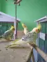 Ръчно хранени корели , снимка 3