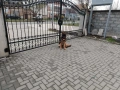 Елитна немска овчарка , снимка 2